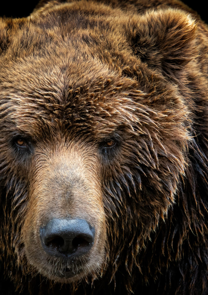 Bear Attacks Sleeping Teen in Utah, Bites His Face – Newsweek