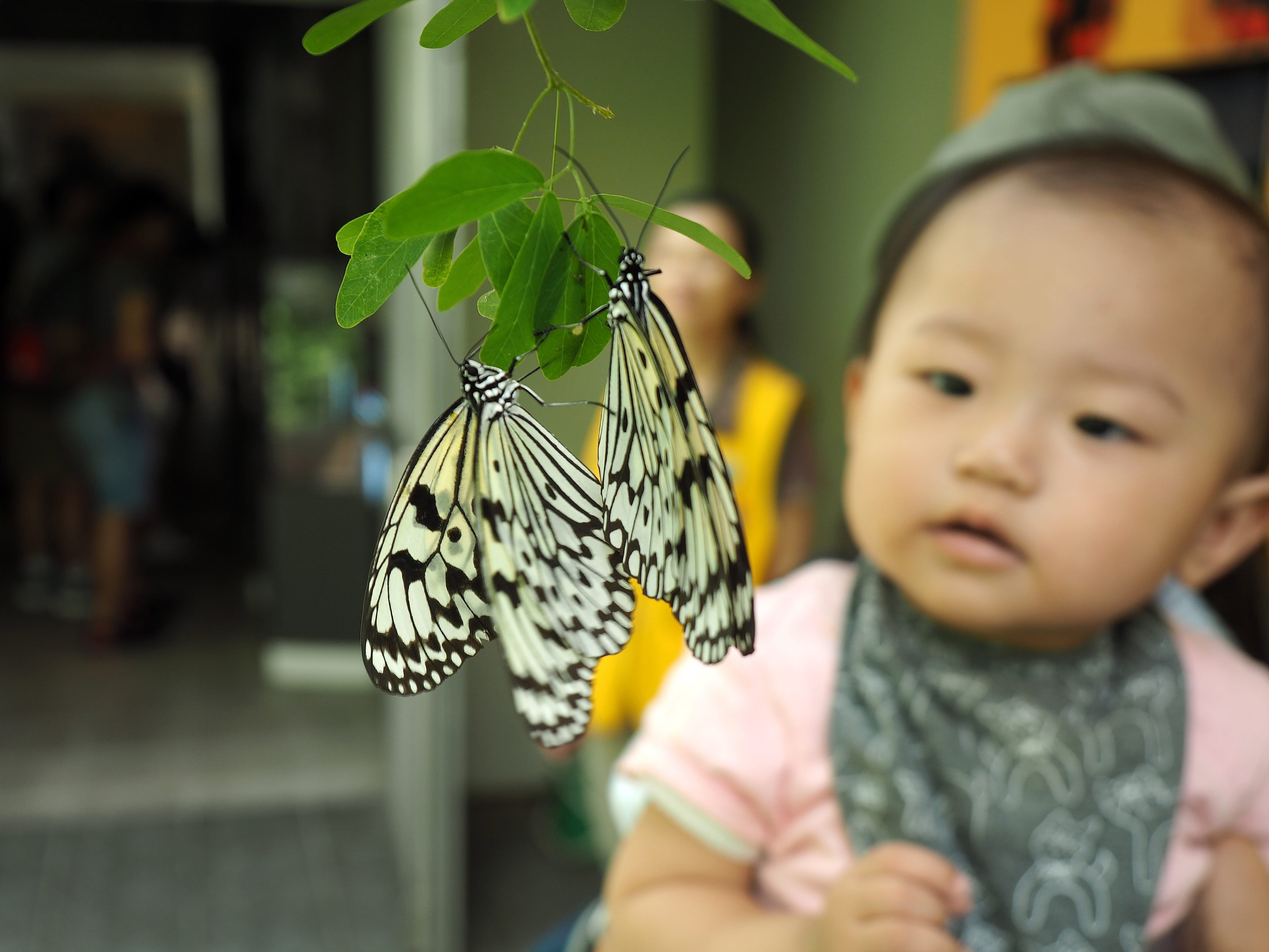 A boy looks at butterflies in the Butterfly Hall at the Taipei Zoo in Taipei, Tawian on August 3, 2019.