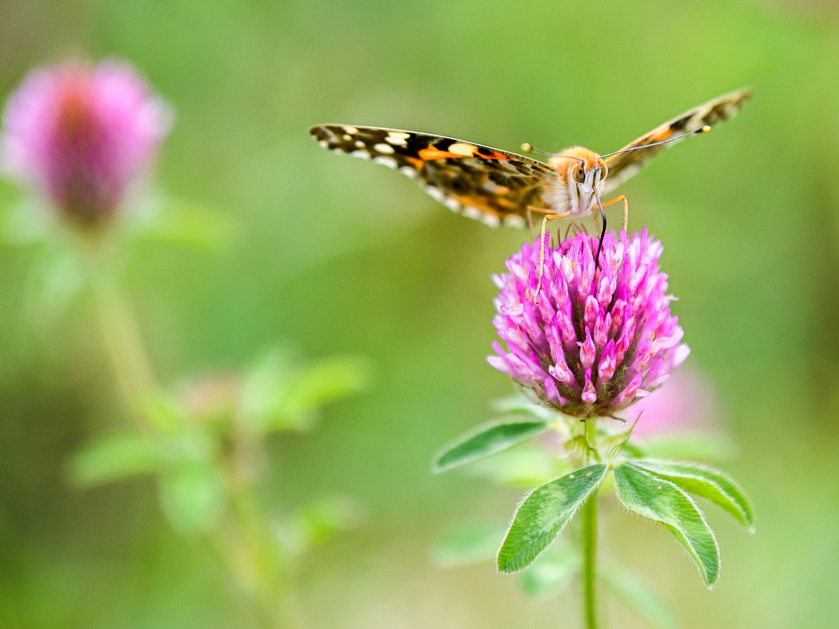 A painted lady butterfly rests on the blossom of a red clover in Greetsiel, northern Germany, on Aug. 3, 2019.