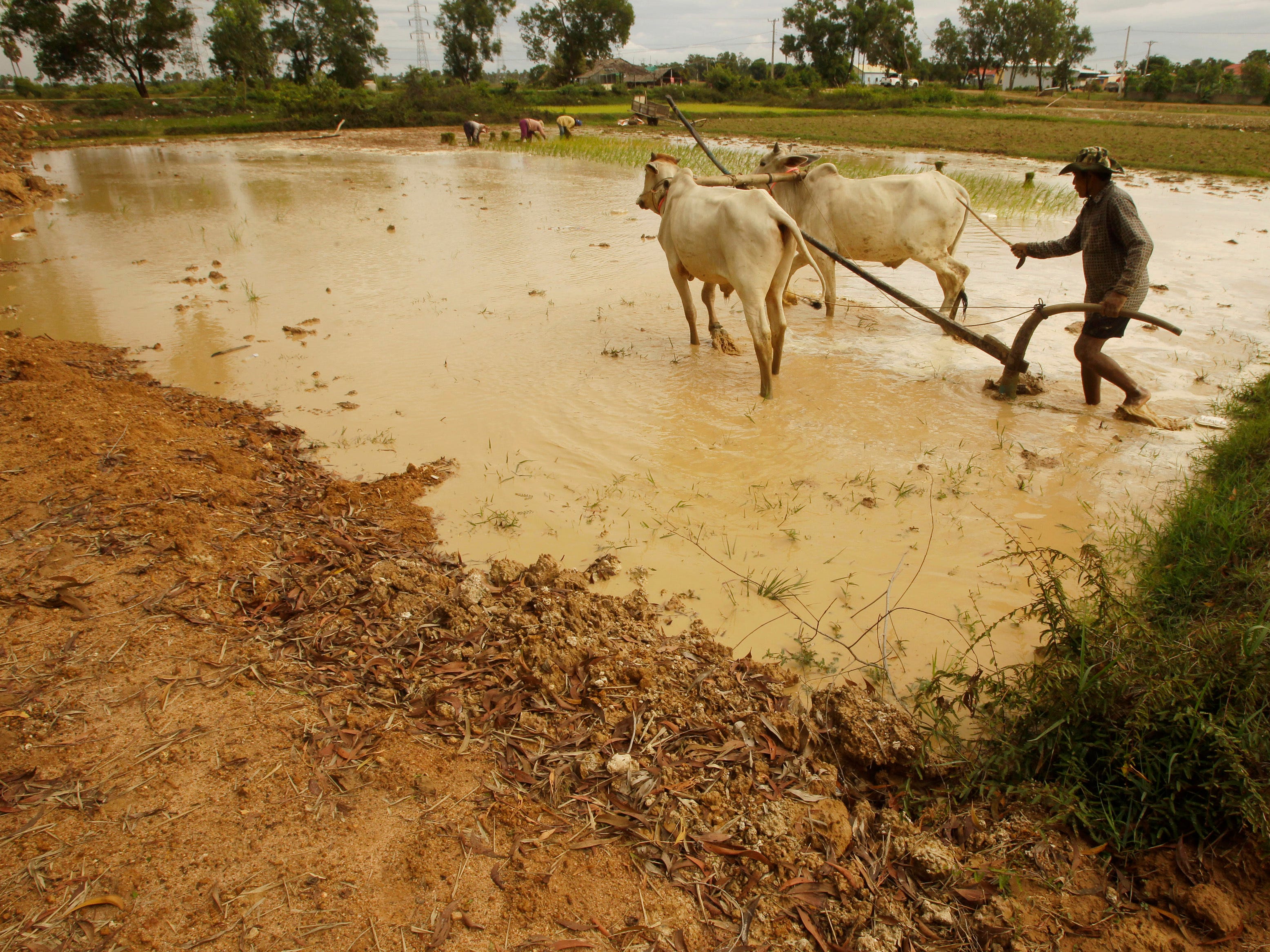 A local Cambodian farmer plows in a farm field during the rainy season in Boeung Prey village outside Phnom Penh, Cambodia, Saturday, Aug. 3, 2019.