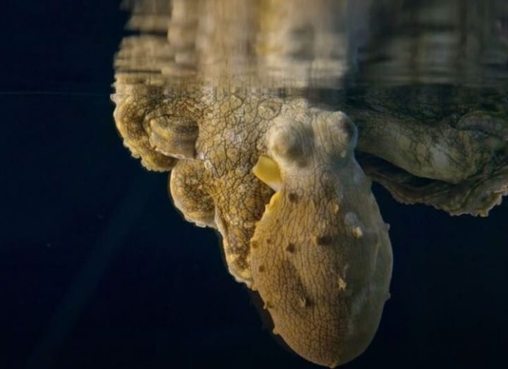 Sleeping octopus’ amazing color shifts revealed in new film – Fox News