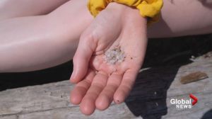 B.C. environmental group sounds the alarm over plastic pellets pouring into the Fraser River