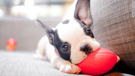 Owning a dog tied to lowering your risk of dying early by 24%, says science