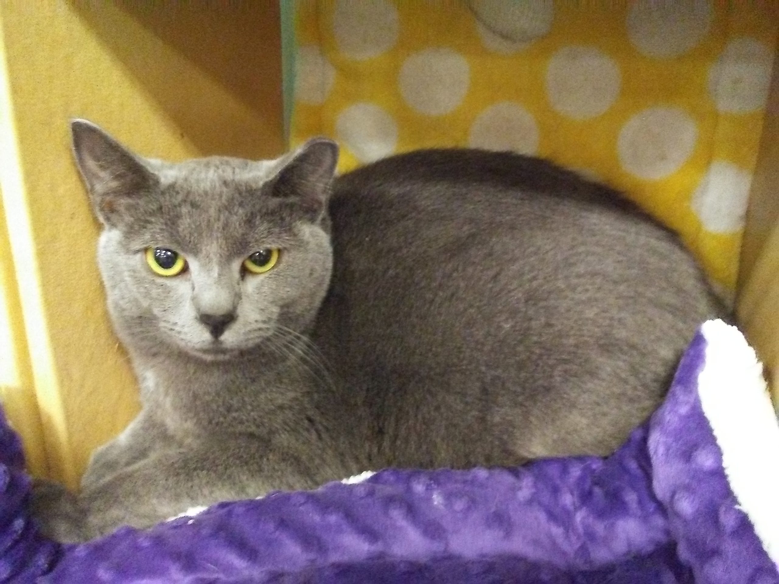 Max and Mila are twin 1-year-old, declawed gray kitties. We do not declaw pets, but sometimes we rescue cats who have already been declawed. All of our cats have been spayed or neutered, vaccinated, tested for FIV & FeLV, and microchipped. Our adoption fairs are 12-6 p.m. Saturday and 1-5 p.m. Sunday at Westown Petsmart, 214 Morrell Road. Info: www.feralfelinefriends.org.