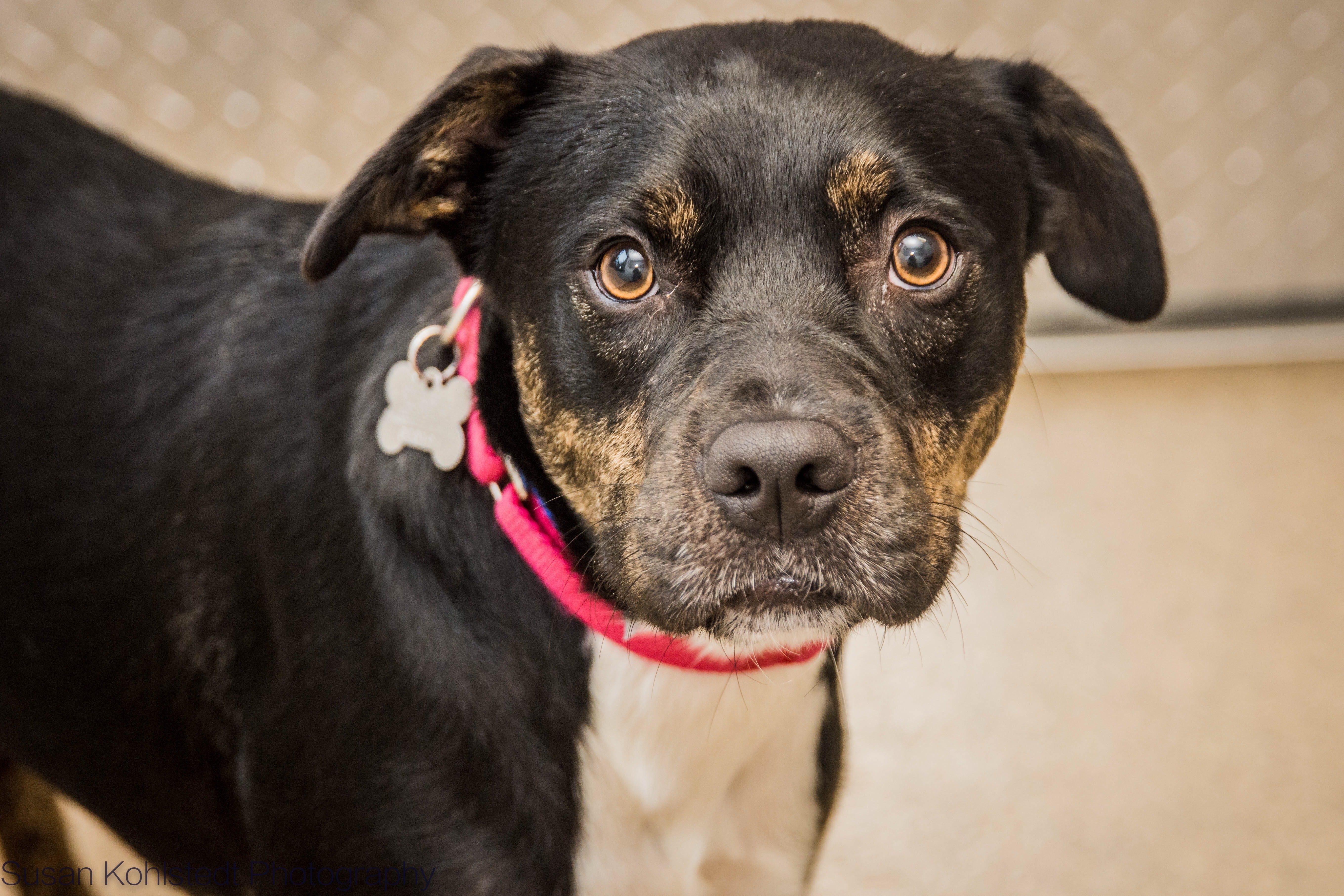 Ethan is a 2-year-old shepherd mix. He does well with other dogs and even some cats. Come meet Ethan at Humane Society of Tennessee Valley, 6717 Kingston Pike.