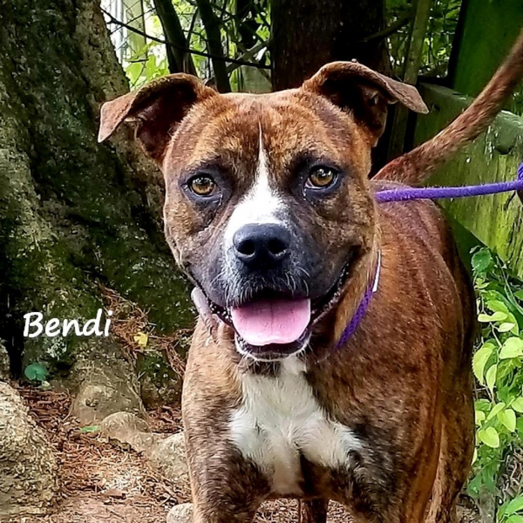 Bendi is a healthy boxer, about 6 years old and 38 pounds. He walks nicely on a leash and does a "high five" when asked. Bendi is crate-trained and gets along well with other dogs. He would do well in a home with older children and a fenced yard. Bendi recently lost two of his best friends at the shelter (both were adopted) and is patiently waiting his turn to say goodbye to us. Info: www.monroecountyfriendsofanimals.org