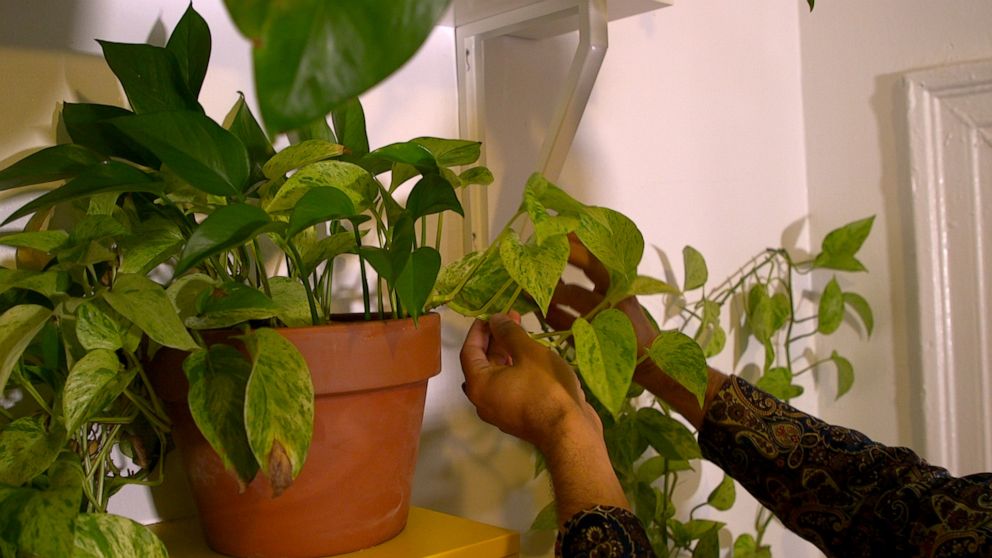 PHOTO: The Pothos is one the easiest plants to keep as houseplants, according to Griffin.
