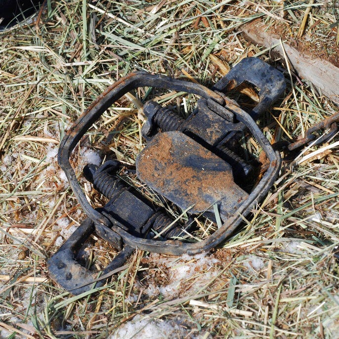 This Feb. 20, 2019 file photo, shows a foothold trap intended for bobcats, set by licensed trapper Tom Fisher, on the outskirts of Tierra Amarilla, N.M. New Mexico regulators have adopted new rules that will prohibit trapping or snaring cougars for sport, marking a small victory for animal protection groups that have been fighting for a broader ban of the practice on public lands across the state. The state Game Commission voted unanimously in favor the new regulations during a meeting Thursday, Nov. 21, 2019, in Roswell.