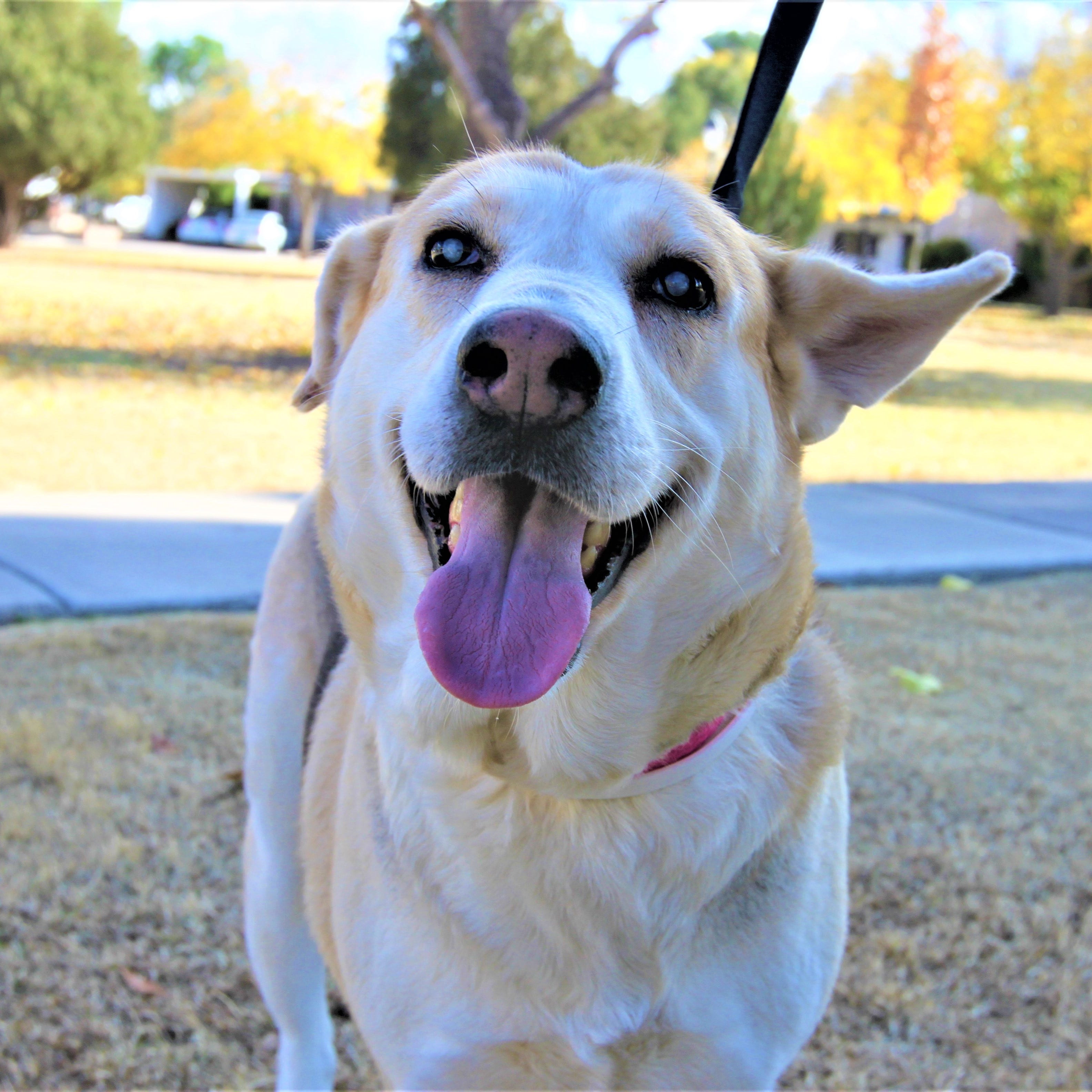 Gracie, a blind 5-year-old German shepherd-husky mix, is ready to find her forever home after her original owner was forced to surrender her due to disability reasons.