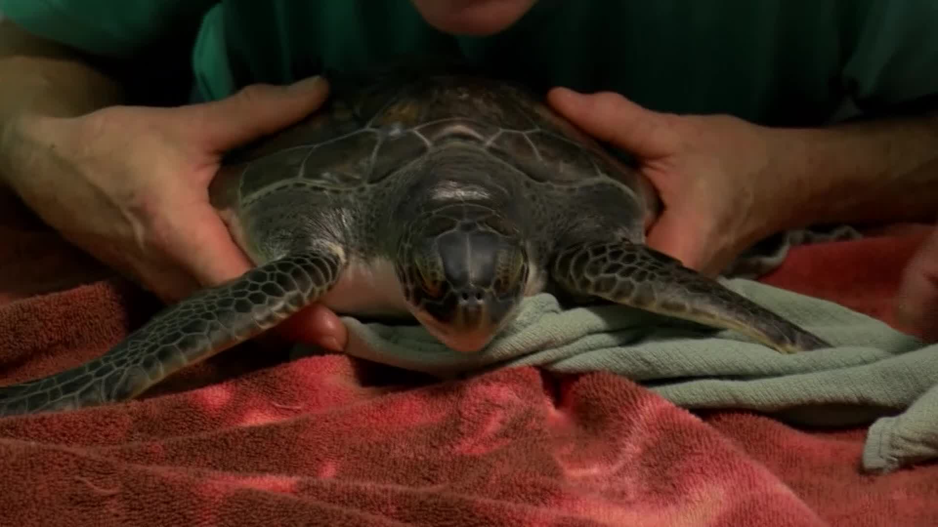 Thumbnail for the video titled "COLD STUNNED SEA TURTLES ADMITTED TO REHAB_CNN"