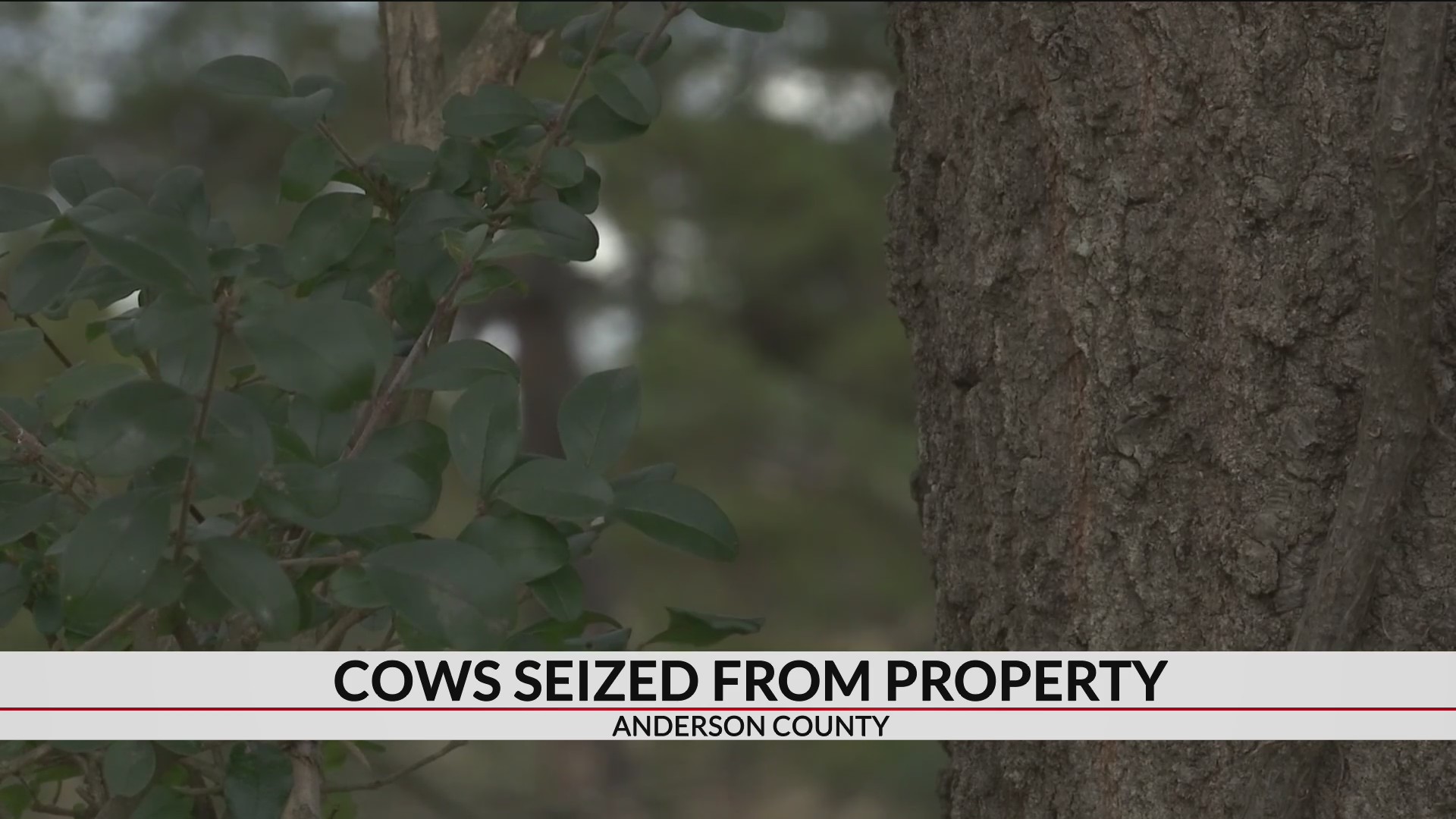 Thumbnail for the video titled "Animal lovers react to malnourished cows found in Anderson Co."