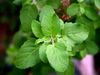 Tulsi is a herb for all reasons - 5 uses of the Holy Basil to improve overall health, boost immunity