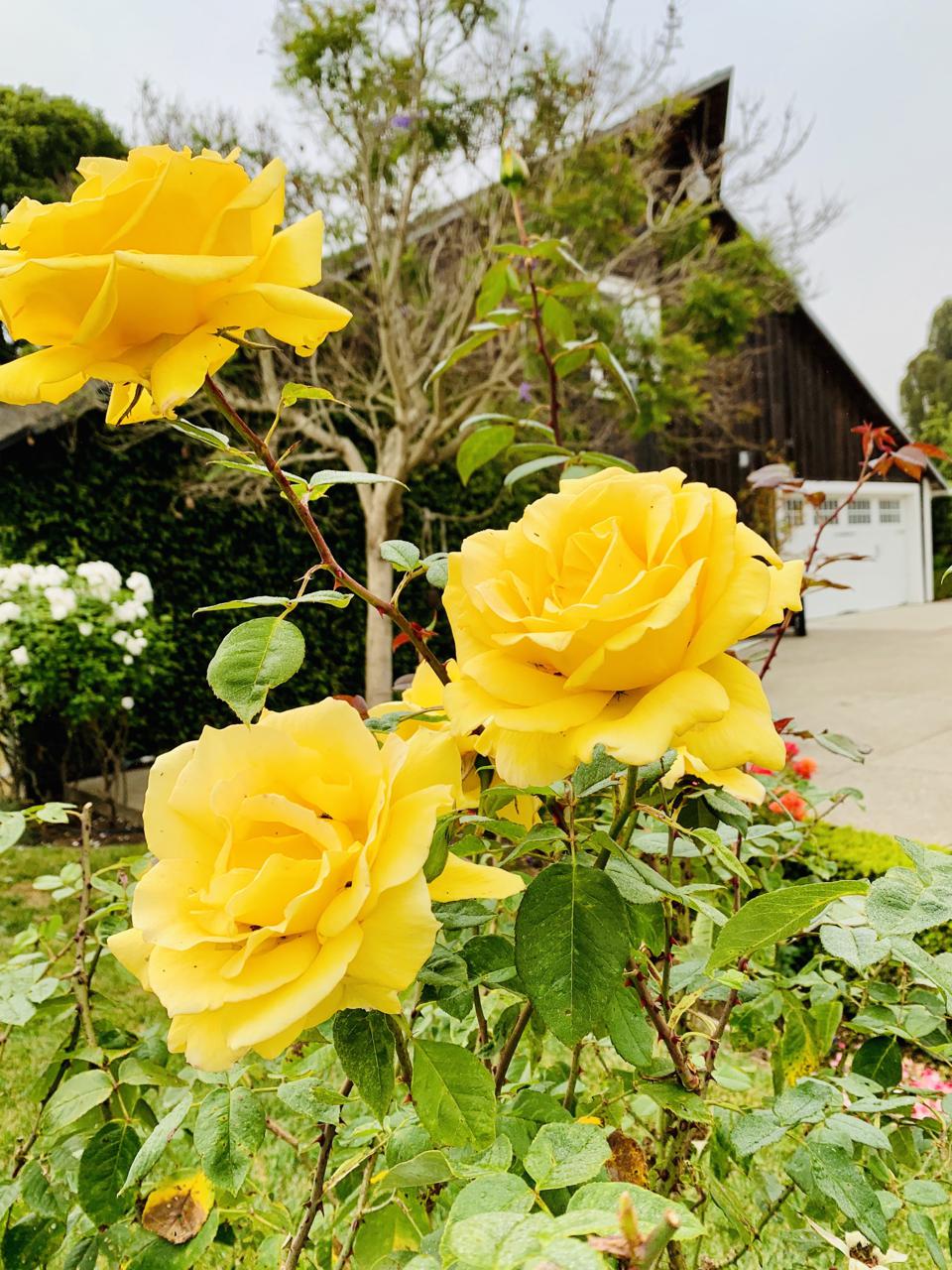 Barn with rose bushes.